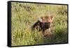 Young Spotted Hyena Hiding in the Grass-Circumnavigation-Framed Stretched Canvas