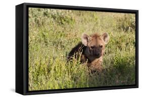 Young Spotted Hyena Hiding in the Grass-Circumnavigation-Framed Stretched Canvas