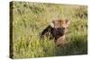Young Spotted Hyena Hiding in the Grass-Circumnavigation-Stretched Canvas