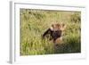 Young Spotted Hyena Hiding in the Grass-Circumnavigation-Framed Photographic Print