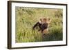 Young Spotted Hyena Hiding in the Grass-Circumnavigation-Framed Photographic Print