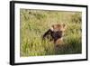 Young Spotted Hyena Hiding in the Grass-Circumnavigation-Framed Photographic Print