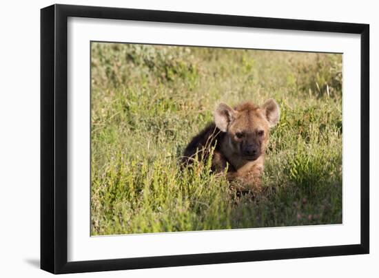Young Spotted Hyena Hiding in the Grass-Circumnavigation-Framed Photographic Print