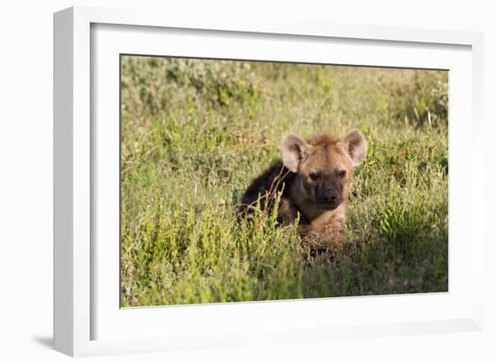 Young Spotted Hyena Hiding in the Grass-Circumnavigation-Framed Photographic Print