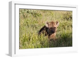 Young Spotted Hyena Hiding in the Grass-Circumnavigation-Framed Photographic Print