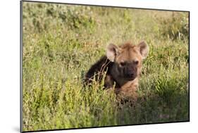 Young Spotted Hyena Hiding in the Grass-Circumnavigation-Mounted Photographic Print