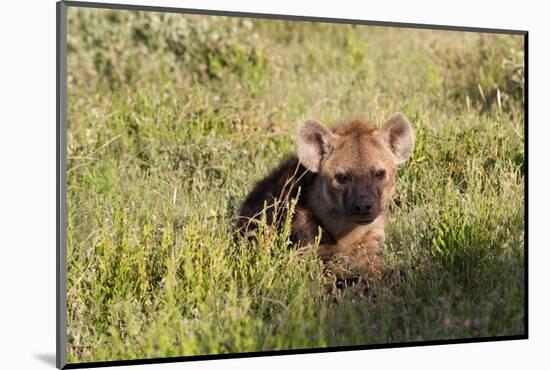 Young Spotted Hyena Hiding in the Grass-Circumnavigation-Mounted Photographic Print