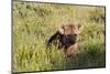 Young Spotted Hyena Hiding in the Grass-Circumnavigation-Mounted Photographic Print