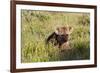 Young Spotted Hyena Hiding in the Grass-Circumnavigation-Framed Photographic Print