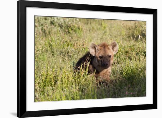 Young Spotted Hyena Hiding in the Grass-Circumnavigation-Framed Photographic Print