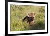 Young Spotted Hyena Hiding in the Grass-Circumnavigation-Framed Photographic Print