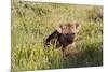 Young Spotted Hyena Hiding in the Grass-Circumnavigation-Mounted Photographic Print