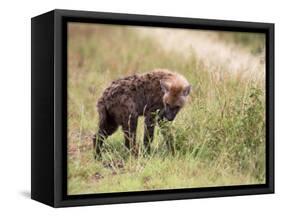 Young Spotted Hyena, Picking up a Scent, Kruger National Park, Mpumalanga, South Africa-Ann & Steve Toon-Framed Stretched Canvas