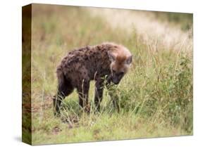 Young Spotted Hyena, Picking up a Scent, Kruger National Park, Mpumalanga, South Africa-Ann & Steve Toon-Stretched Canvas