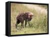 Young Spotted Hyena, Picking up a Scent, Kruger National Park, Mpumalanga, South Africa-Ann & Steve Toon-Framed Stretched Canvas