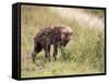 Young Spotted Hyena, Picking up a Scent, Kruger National Park, Mpumalanga, South Africa-Ann & Steve Toon-Framed Stretched Canvas