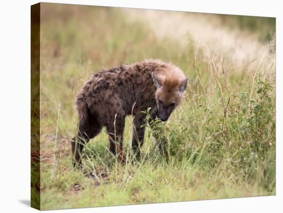 Young Spotted Hyena, Picking up a Scent, Kruger National Park, Mpumalanga, South Africa-Ann & Steve Toon-Stretched Canvas