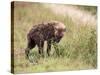 Young Spotted Hyena, Picking up a Scent, Kruger National Park, Mpumalanga, South Africa-Ann & Steve Toon-Stretched Canvas
