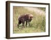 Young Spotted Hyena, Picking up a Scent, Kruger National Park, Mpumalanga, South Africa-Ann & Steve Toon-Framed Premium Photographic Print