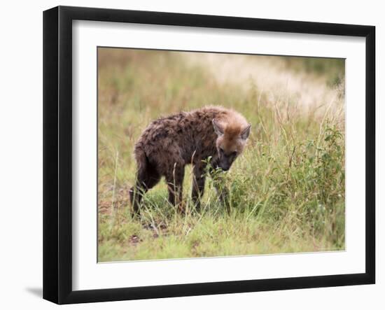 Young Spotted Hyena, Picking up a Scent, Kruger National Park, Mpumalanga, South Africa-Ann & Steve Toon-Framed Premium Photographic Print