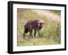 Young Spotted Hyena, Picking up a Scent, Kruger National Park, Mpumalanga, South Africa-Ann & Steve Toon-Framed Premium Photographic Print