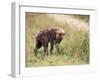 Young Spotted Hyena, Picking up a Scent, Kruger National Park, Mpumalanga, South Africa-Ann & Steve Toon-Framed Premium Photographic Print