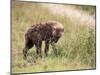 Young Spotted Hyena, Picking up a Scent, Kruger National Park, Mpumalanga, South Africa-Ann & Steve Toon-Mounted Premium Photographic Print