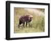 Young Spotted Hyena, Picking up a Scent, Kruger National Park, Mpumalanga, South Africa-Ann & Steve Toon-Framed Photographic Print