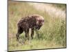 Young Spotted Hyena, Picking up a Scent, Kruger National Park, Mpumalanga, South Africa-Ann & Steve Toon-Mounted Photographic Print