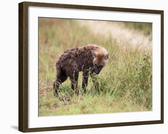 Young Spotted Hyena, Picking up a Scent, Kruger National Park, Mpumalanga, South Africa-Ann & Steve Toon-Framed Photographic Print