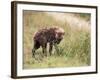 Young Spotted Hyena, Picking up a Scent, Kruger National Park, Mpumalanga, South Africa-Ann & Steve Toon-Framed Photographic Print