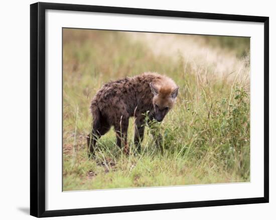 Young Spotted Hyena, Picking up a Scent, Kruger National Park, Mpumalanga, South Africa-Ann & Steve Toon-Framed Photographic Print