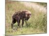 Young Spotted Hyena, Picking up a Scent, Kruger National Park, Mpumalanga, South Africa-Ann & Steve Toon-Mounted Photographic Print