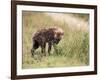 Young Spotted Hyena, Picking up a Scent, Kruger National Park, Mpumalanga, South Africa-Ann & Steve Toon-Framed Photographic Print