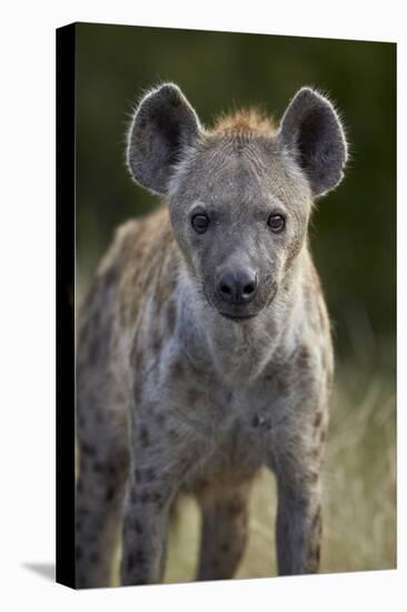 Young Spotted Hyena (Spotted Hyaena) (Crocuta Crocuta), Kruger National Park, South Africa, Africa-James Hager-Stretched Canvas