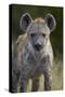 Young Spotted Hyena (Spotted Hyaena) (Crocuta Crocuta), Kruger National Park, South Africa, Africa-James Hager-Stretched Canvas