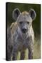 Young Spotted Hyena (Spotted Hyaena) (Crocuta Crocuta), Kruger National Park, South Africa, Africa-James Hager-Stretched Canvas