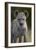 Young Spotted Hyena (Spotted Hyaena) (Crocuta Crocuta), Kruger National Park, South Africa, Africa-James Hager-Framed Photographic Print