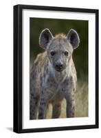 Young Spotted Hyena (Spotted Hyaena) (Crocuta Crocuta), Kruger National Park, South Africa, Africa-James Hager-Framed Photographic Print