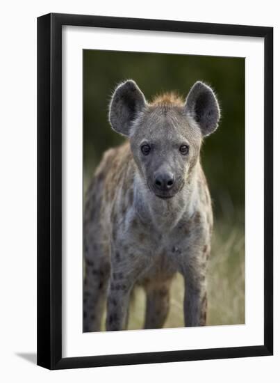 Young Spotted Hyena (Spotted Hyaena) (Crocuta Crocuta), Kruger National Park, South Africa, Africa-James Hager-Framed Photographic Print