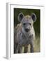 Young Spotted Hyena (Spotted Hyaena) (Crocuta Crocuta), Kruger National Park, South Africa, Africa-James Hager-Framed Photographic Print