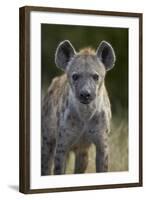 Young Spotted Hyena (Spotted Hyaena) (Crocuta Crocuta), Kruger National Park, South Africa, Africa-James Hager-Framed Photographic Print