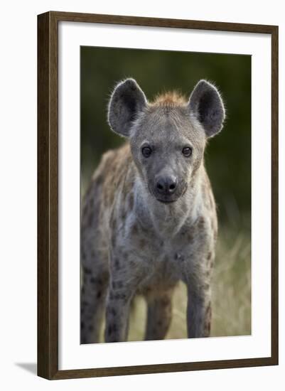 Young Spotted Hyena (Spotted Hyaena) (Crocuta Crocuta), Kruger National Park, South Africa, Africa-James Hager-Framed Photographic Print