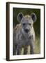 Young Spotted Hyena (Spotted Hyaena) (Crocuta Crocuta), Kruger National Park, South Africa, Africa-James Hager-Framed Photographic Print