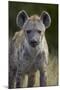 Young Spotted Hyena (Spotted Hyaena) (Crocuta Crocuta), Kruger National Park, South Africa, Africa-James Hager-Mounted Photographic Print