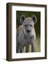 Young Spotted Hyena (Spotted Hyaena) (Crocuta Crocuta), Kruger National Park, South Africa, Africa-James Hager-Framed Photographic Print