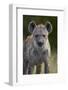 Young Spotted Hyena (Spotted Hyaena) (Crocuta Crocuta), Kruger National Park, South Africa, Africa-James Hager-Framed Photographic Print