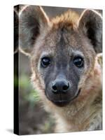 Young Spotted Hyena, Tanzania-Charles Sleicher-Stretched Canvas