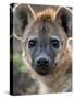 Young Spotted Hyena, Tanzania-Charles Sleicher-Stretched Canvas