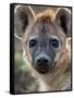 Young Spotted Hyena, Tanzania-Charles Sleicher-Framed Stretched Canvas